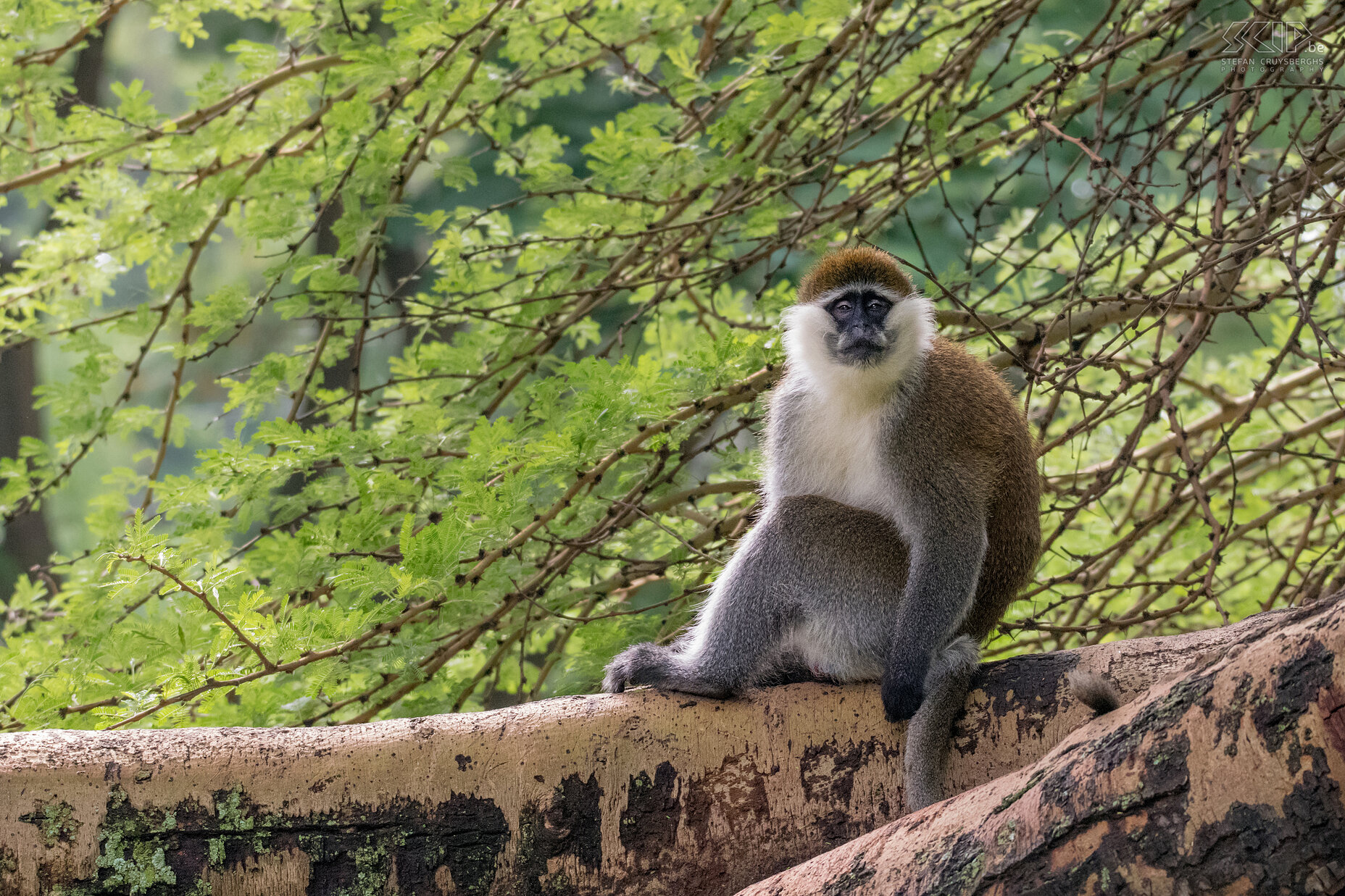 Lake Awassa - Groene meerkat De Groene meerkat (Grivet, Chlorocebus aethiops) is een apensoort die enkel voorkomt in Soedan, Ethiopië en Eritrea. Hij is vooral afhankelijk van de Acacia. Stefan Cruysberghs